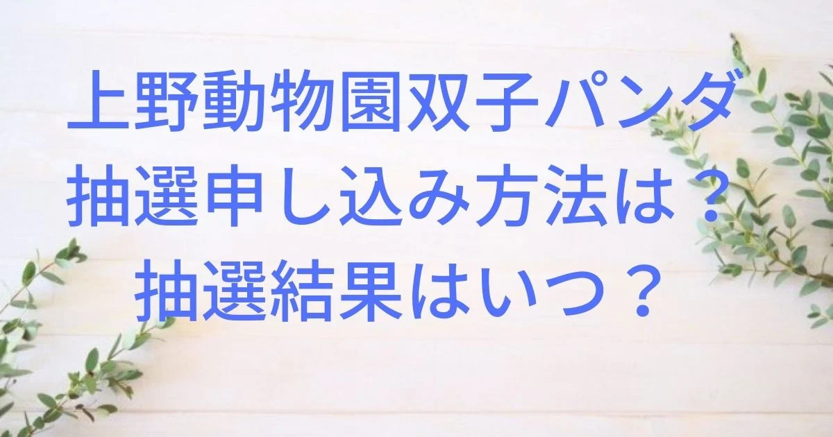上野動物園双子パンダ抽選申し込み方法は 抽選結果はいつ かずママライフ